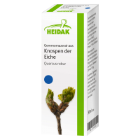 Heidak Gemmomazerat aus Knospen der Eiche Heidak Gemmomazerat aus Knospen der Eiche