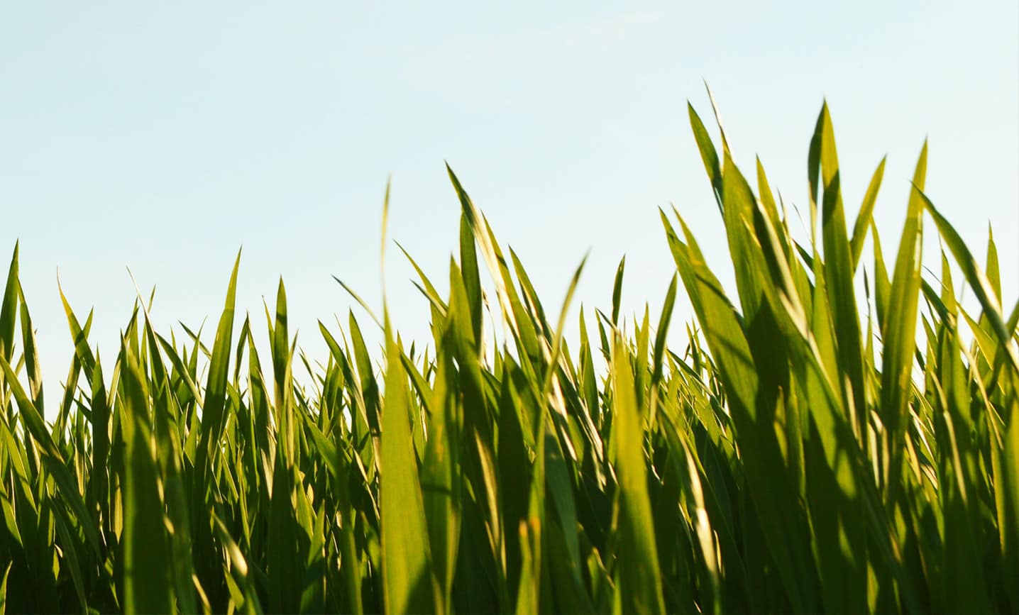Junges Gerstengras aus der unberührten Natur Neuseelands