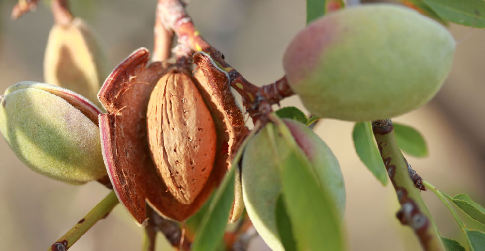 Mandelkern in der schützenden Schale am Baum