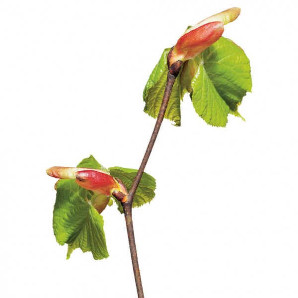 Gemmomazerat aus Knospen der Silberlinde