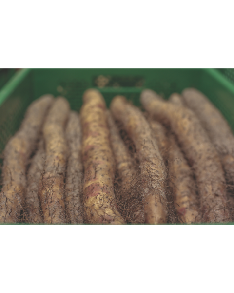 Frischesortiment Bio Lichtwurzel frisch - Riedhof